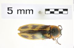Foto (Dorsalansicht) von Beckerus appresus (Randall, 1838) (NHMW-ZOO-COL-0008326)